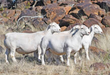 Dorper production built on genetics, adaptability and disciplined management