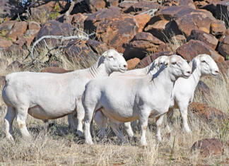 Dorper production built on genetics, adaptability and disciplined management