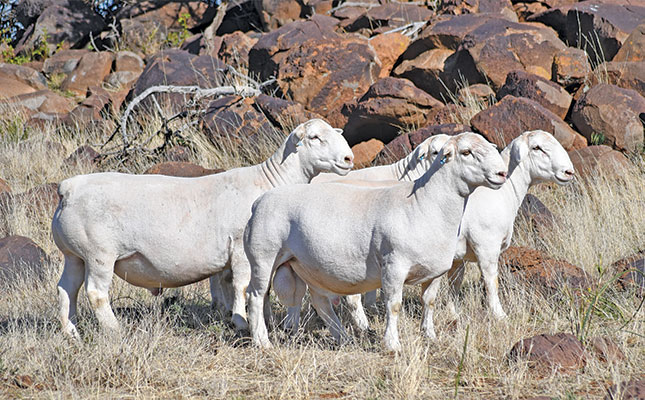 Dorper production built on genetics, adaptability and disciplined management