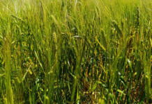 Foskor halts MAP supply while phosphate supplies run low