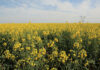 Canola producers urged not to plant farm-saved seed