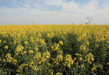 Canola producers urged not to plant farm-saved seed