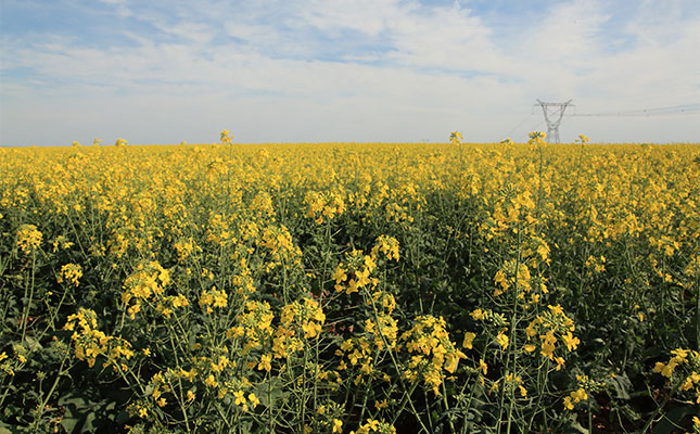 Canola producers urged not to plant farm-saved seed