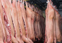 Pork sector sees progress in disease response despite FMD and ASF challenges