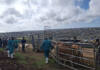 Western Cape ramps up FMD response with swift vaccination rollout and coordinated action