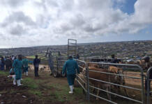 Western Cape ramps up FMD response with swift vaccination rollout and coordinated action