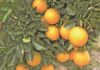 Agriculture helps drive SA’s economic growth in 2025