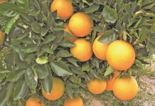 Agriculture helps drive SA’s economic growth in 2025