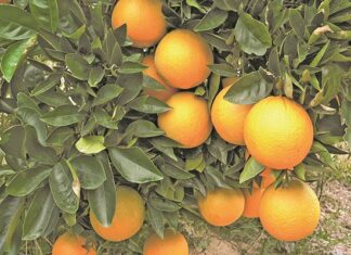 Agriculture helps drive SA’s economic growth in 2025