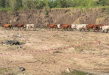 FMD, Middle East conflict contribute to decline in agribusiness confidence