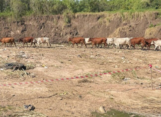 FMD, Middle East conflict contribute to decline in agribusiness confidence