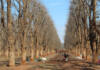 Global supply squeeze lifts outlook for SA pecan producers pecan nut trees and workers