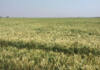 Wise spending is crucial for grain farmers’ survival