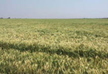 Wise spending is crucial for grain farmers’ survival