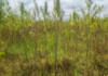 Zimbabwe seeks commercial footing for hemp industry