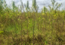 Zimbabwe seeks commercial footing for hemp industry