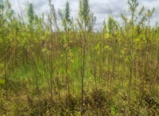 Zimbabwe seeks commercial footing for hemp industry
