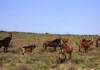 Wildlife management and science: Focusing on the basics-part 2
