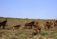Wildlife management and science: Focusing on the basics-part 2