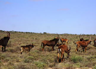 Wildlife management and science: Focusing on the basics-part 2