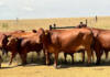 SAT1 FMD serotype detected in China