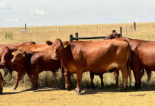 SAT1 FMD serotype detected in China