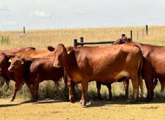 SAT1 FMD serotype detected in China