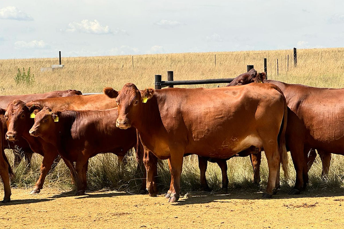 SAT1 FMD serotype detected in China