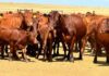 Botswana expands FMD control zones as outbreak intensifies