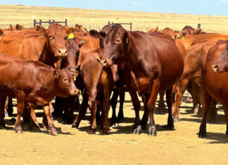 Botswana expands FMD control zones as outbreak intensifies