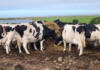 Livestock industry welcomes vaccination scheme, but gaps raise concern