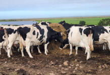 Livestock industry welcomes vaccination scheme, but gaps raise concern