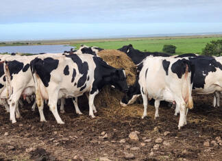 Livestock industry welcomes vaccination scheme, but gaps raise concern