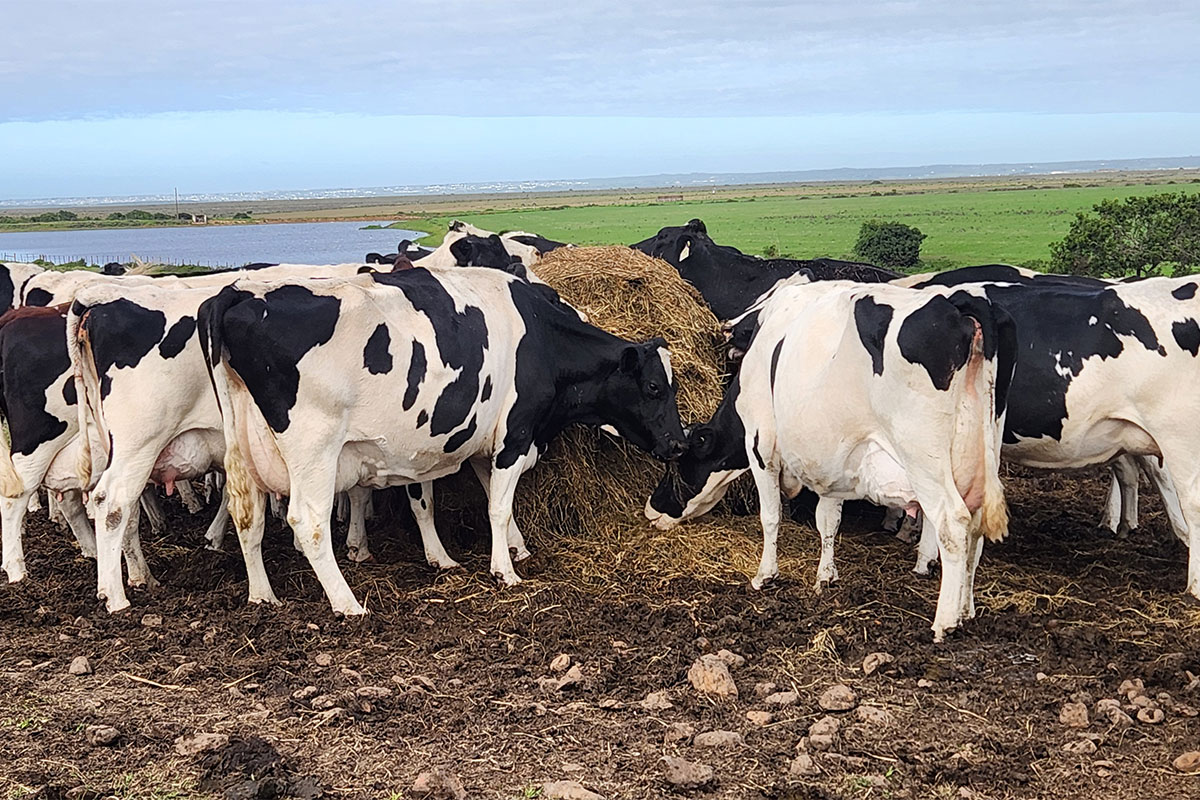 Livestock industry welcomes vaccination scheme, but gaps raise concern