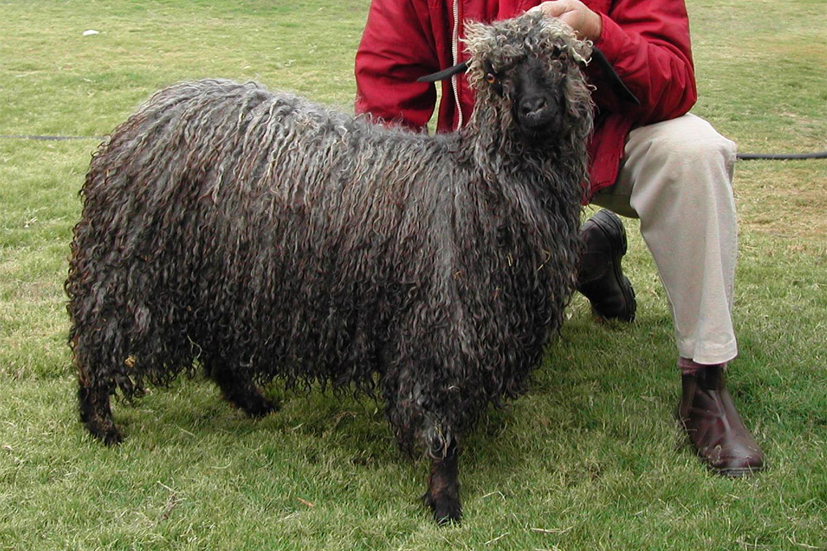 Curious about curios