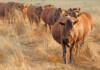 Performance testing made Bonsmara SA’s most trusted beef breed