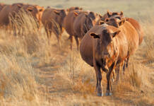 Performance testing made Bonsmara SA’s most trusted beef breed