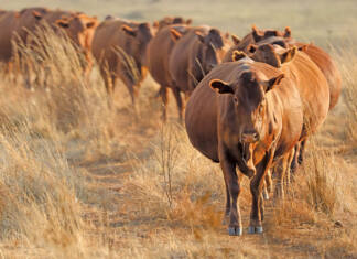 Performance testing made Bonsmara SA’s most trusted beef breed