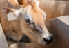 AWC congress highlights fuel, fertiliser pressure and FMD control