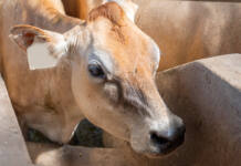 AWC congress highlights fuel, fertiliser pressure and FMD control
