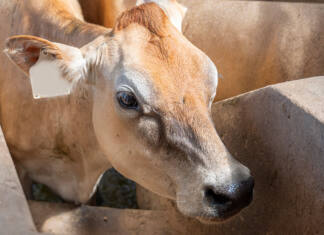 AWC congress highlights fuel, fertiliser pressure and FMD control