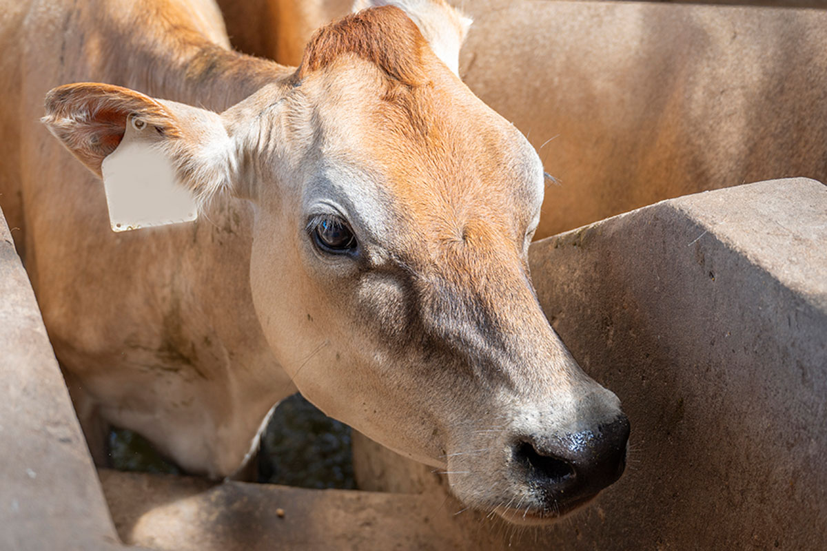 AWC congress highlights fuel, fertiliser pressure and FMD control