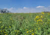 Canola production expands northwards