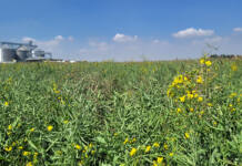 Canola production expands northwards