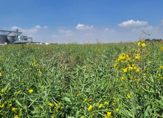 Canola production expands northwards