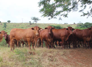Agriculture’s voice grows, but gaps remain after COP30 discussions