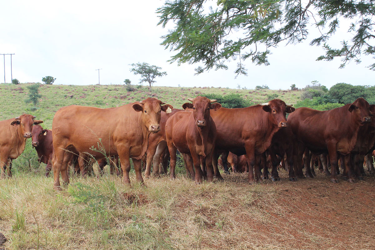 Agriculture’s voice grows, but gaps remain after COP30 discussions