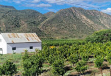 More SA citrus to reach world markets in 2026