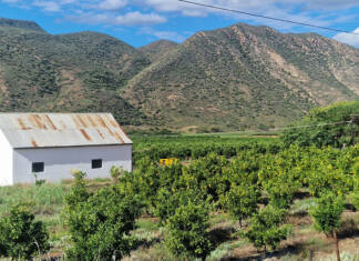 More SA citrus to reach world markets in 2026