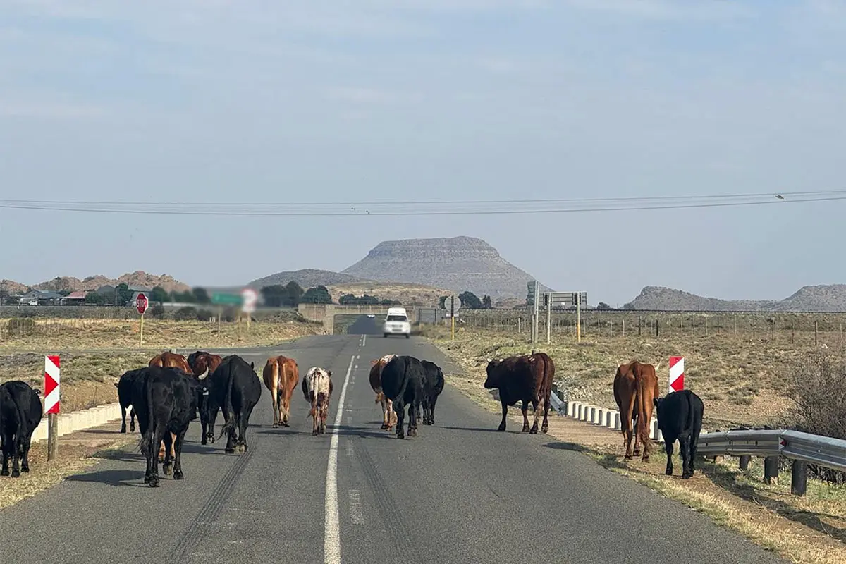 FMD fault lines deepen over ‘private gatekeeper’ dispute